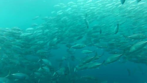 Cardumen de Jack Fish en Tulemben en Bali, Indonesia 5