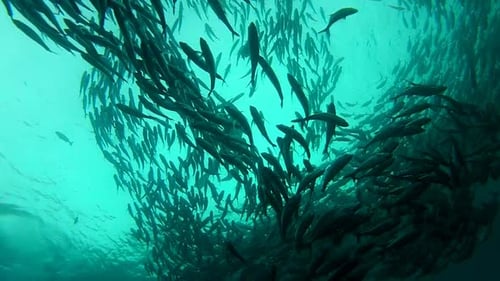 Shoal Of Jack Fish à Tulemben à Bali, Indonésie 6