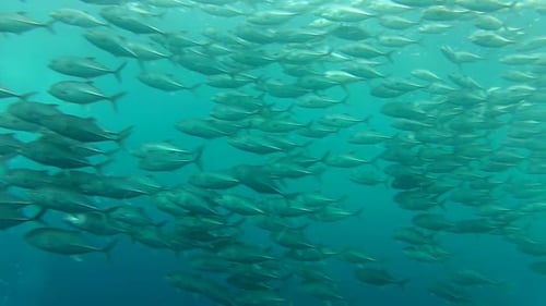 Schwarm von Jack Fish In Tulemben Auf Bali, Indonesien 7