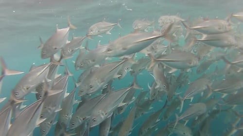 Shoal Of Jack Fish In Tulemben In Bali, Indonesia 8