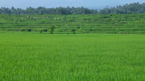 Paddy Fields