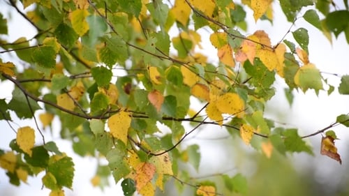 Tree Leaves Blowing in the Wind