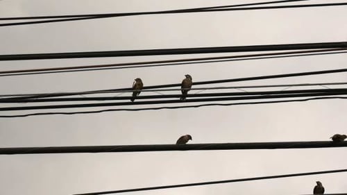 Small Birds Perching on Black Urban Power Lines