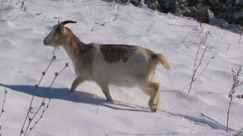 Goat Walking in Snow on Winter Day
