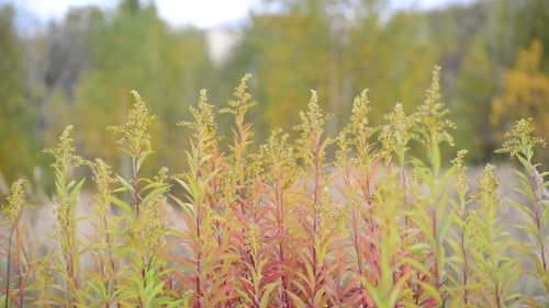Goldenrod and Autumn Foliage in a Field