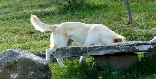Hund inmitten der Natur 2
