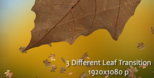 Realistic Autumn Leaves Falling Animation