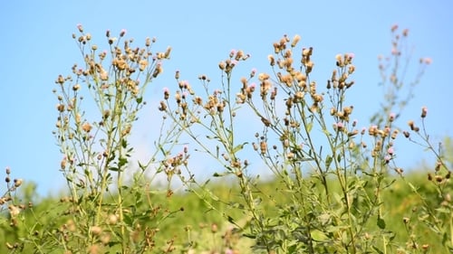 Unkraut im Sommer auf der Wiese an sonnigem Tag