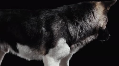 American Akita Stands in the Studio on a Black Background. The Dog Turns Its Head and Looks Around
