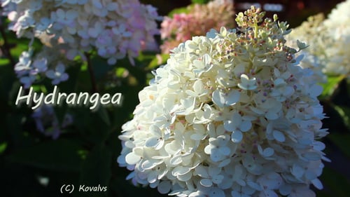 Hydrangea