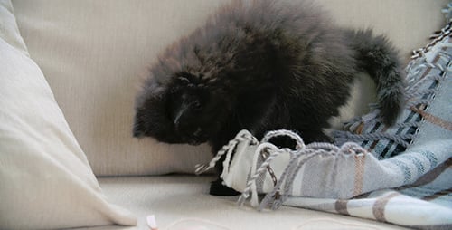 Fluffy Kitten Playing on Couch with Blanket