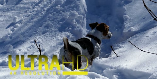Hund auf der Spur eines wilden Tieres in einem verschneiten Wald