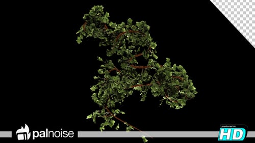 Bush Green Growth Nature