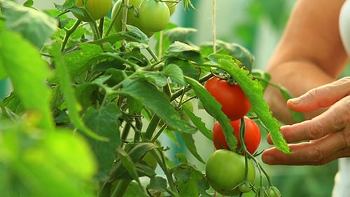 Fresh Ripe Tomatoes Being Harvested