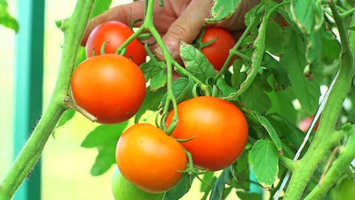 Juicy Red Tomatoes Growing in Sunny Greenhouse