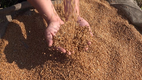 Hands Scooping Grains in Golden Rural Harvest