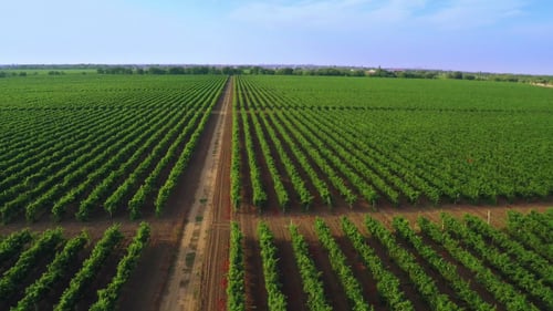 Flight over the Vineyard