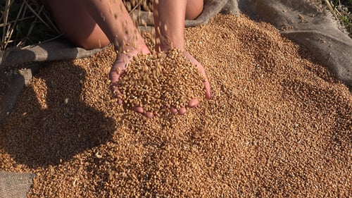 Harvested Wheat Grains Falling Into Hands
