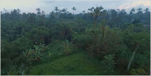 Lush Tropical Landscape with Rural Road