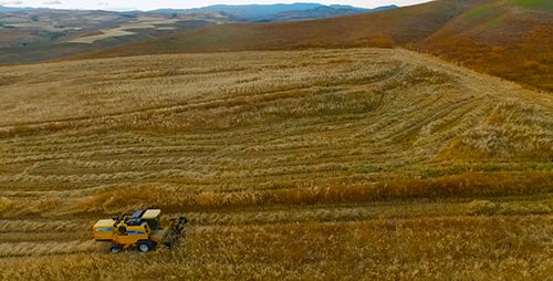 Harvest-Feld