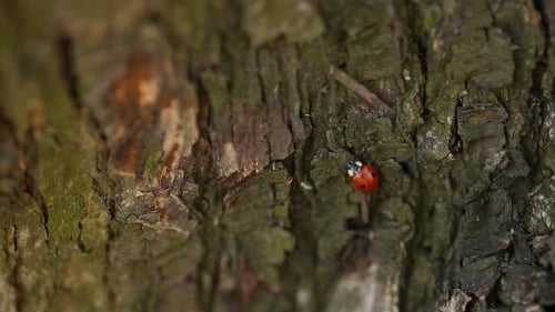 Ladybird Crawls And Flies