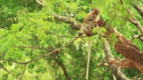 Young Monkey