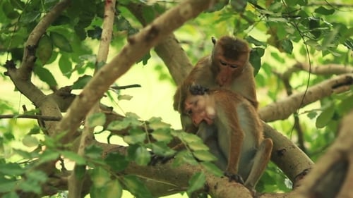 Monkeys Grooming in Lush Green Tree