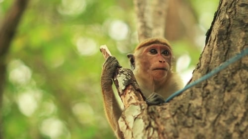 Young Monkey