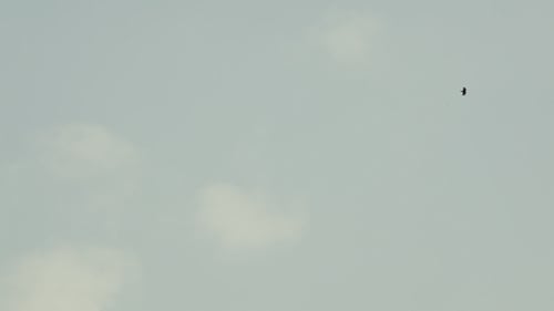 Solitary Bird Flying Across Blue Sky