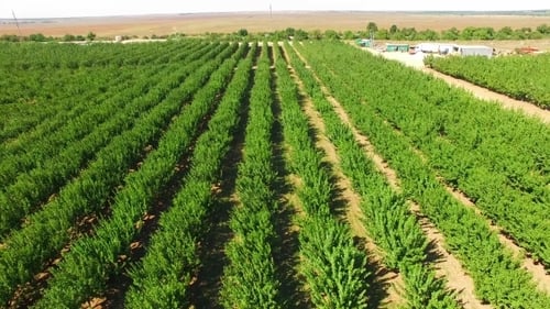 Apple Trees Growing In Rows In Standard Orchard
