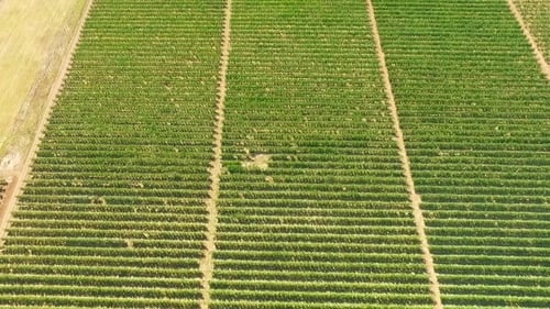 Aerial View Over Green Fruit Gardens
