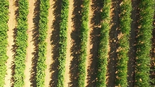 Fruit Trees Growing In Rows In The Garden