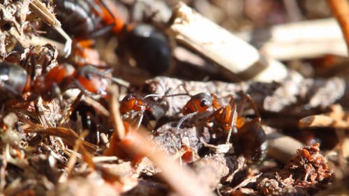 Ants Building Anthill