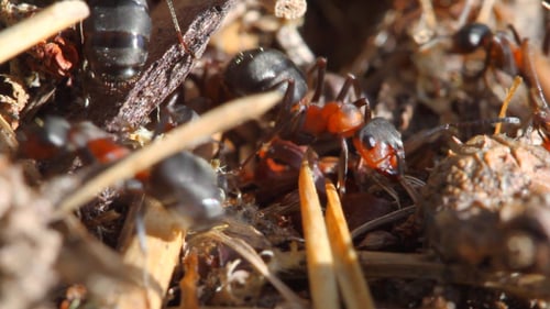 Ants Building Anthill