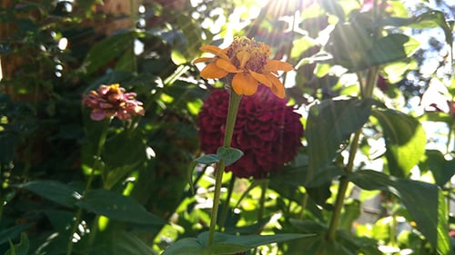 Marigold Flowers in Bright Sunlight