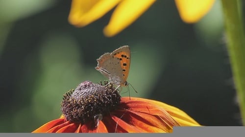 Butterfly on a Flower