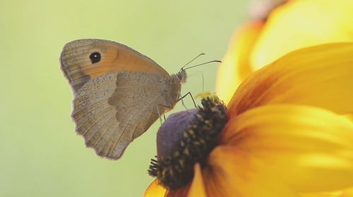 Schmetterling auf einer Blume