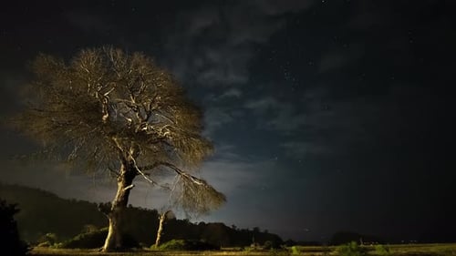 Bare Tree against Starry Night Sky