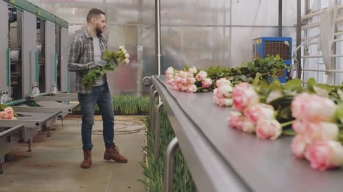 Man placing pink roses on conveyor belt