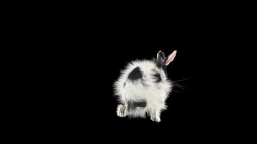 Adorable Black and White Bunny Rabbit Hops on Alpha Channel