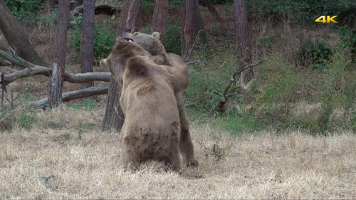 Animals Fight (2 Clips)