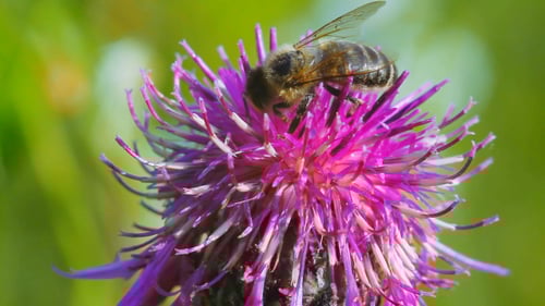 Bee Collecting Pollen on Purple Thistle Flower