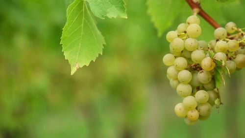 White Grapes