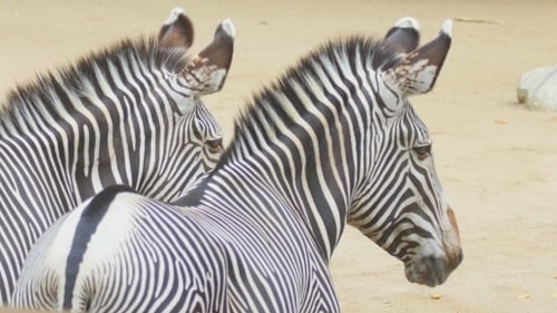 Two Zebras