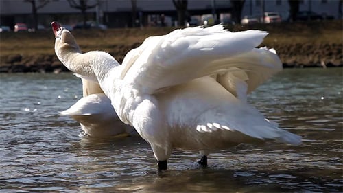 White Swan