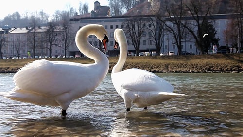 Pair of Graceful Swans Preening in River