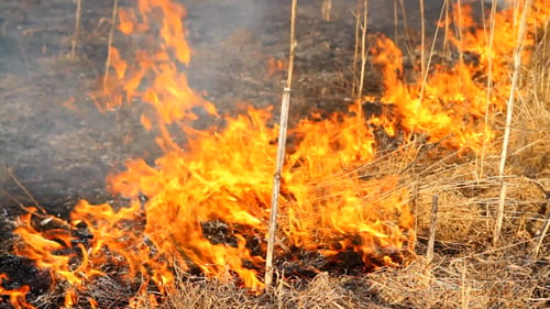 Burning Dry Grass