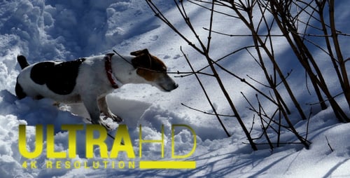 Dog on the Trail of a Wild Animal in a Snowy Fores