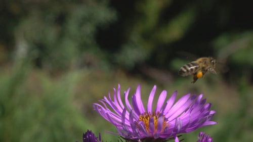 Bee Pollinating Purple Flower in Summer Garden