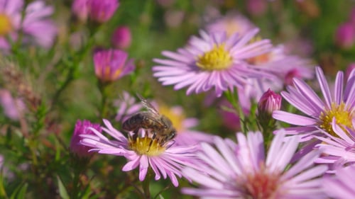 Honeybee collecting nectar from bright pink flower
